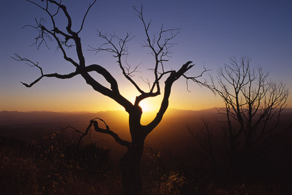 Tree and Sunset